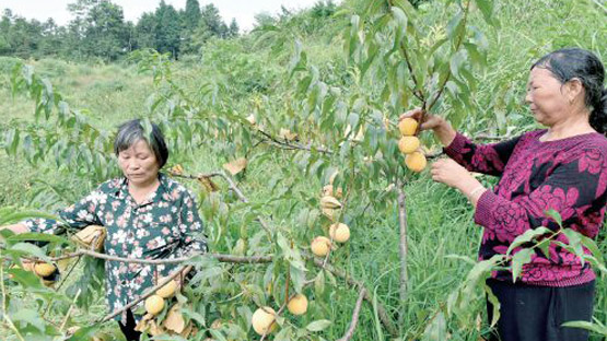 湖南隆回荒山種出“黃金果”