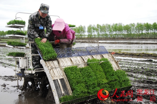 鴨綠河農(nóng)場(chǎng)武裝部成立了由30名骨干民兵組成的民兵助農(nóng)備耕突擊隊(duì)，助力春耕生產(chǎn)。