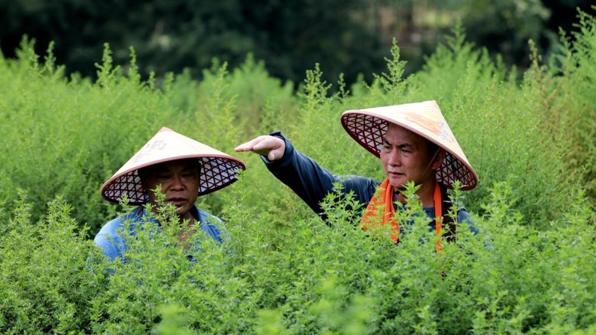 廣西山區(qū)“小草”惠澤非洲