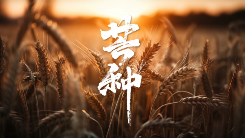 文化中國行·詩意節(jié)令｜芒種：風(fēng)吹麥成浪　靜待稻花香